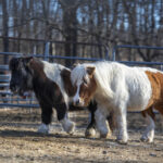Tootsie & Spanky