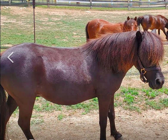 Tiana- Adopted! | NEER North Horse Rescue | MA, NH
