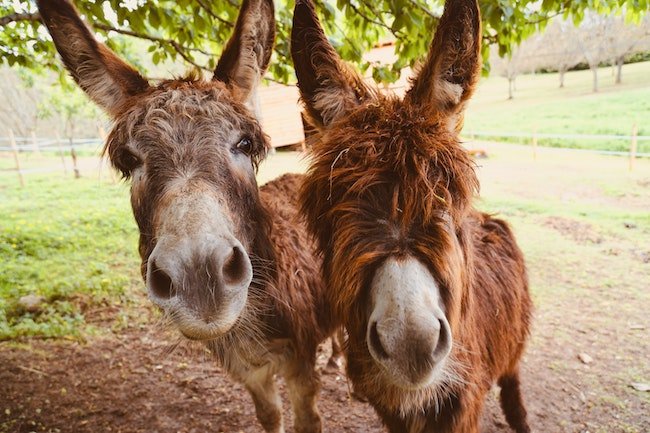 two donkeys looking at the camera