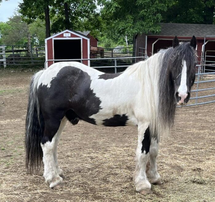 Vicar - Gypsy Vanner - ADOPTED | NEER North Horse Rescue | MA, NH