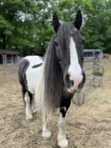 Vicar - Gypsy Vanner - ADOPTED | NEER North Horse Rescue | MA, NH