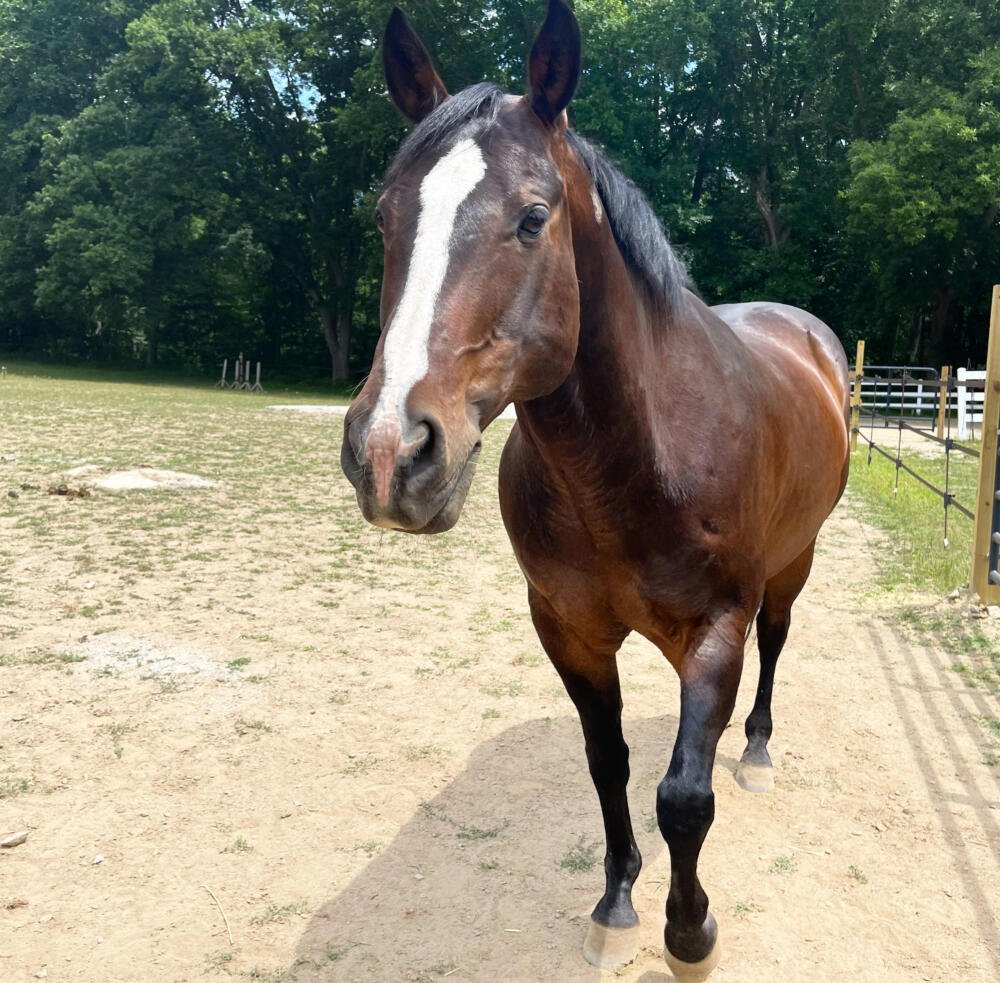 All about Sarcoids - New England Equine Rescue - North